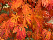 - Acer japonicum 'Mai kujaku' Dancing Peacock Japanese Maple - Mr Maple │ Buy Japanese Maple Trees