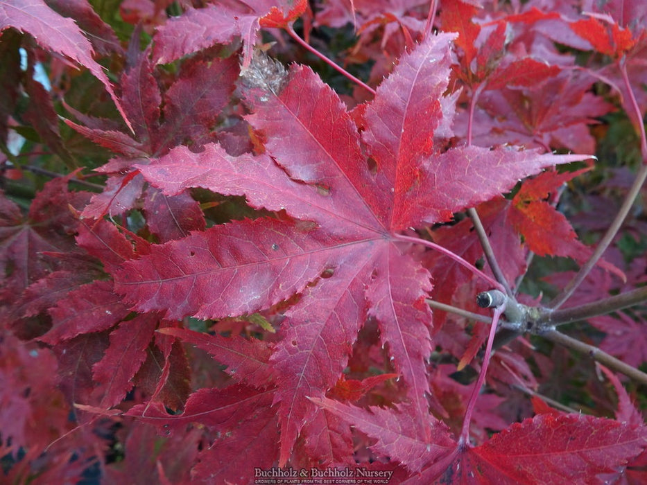 Acer palmatum 'Miss Maple' Japanese Maple