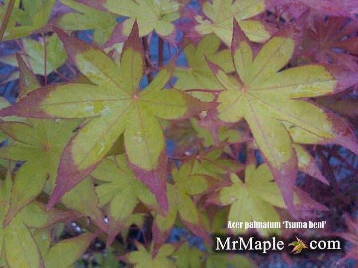 Acer palmatum 'Tsuma beni' Japanese Maple