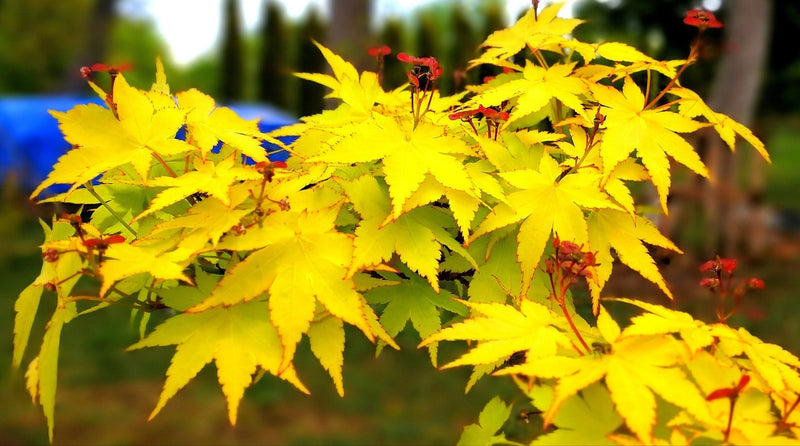 - Acer palmatum 'Summer Gold' Japanese Maple - Mr Maple │ Buy Japanese Maple Trees