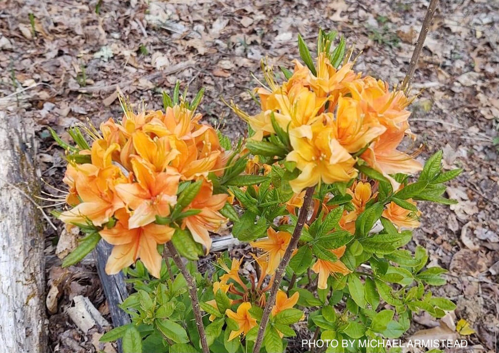 Azalea 'Tangerine Delight’ Orange Flowers Deciduous Azalea