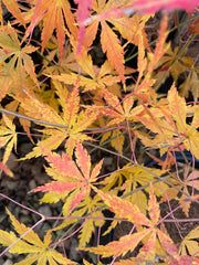 - Acer palmatum 'Fountain of Youth' Japanese Maple - Mr Maple │ Buy Japanese Maple Trees
