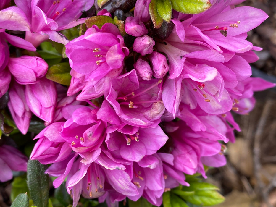 Azalea 'Mildred’ Vivid Purple Flowering Kurume Azalea