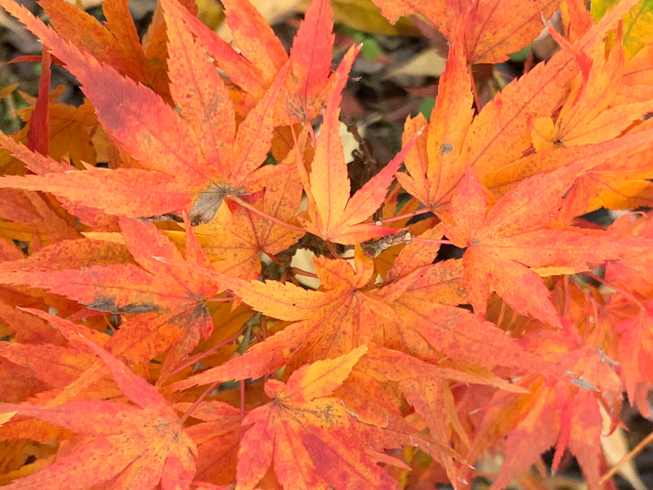 Acer palmatum 'Mikawa x sharps'  Dwarf Japanese Maple