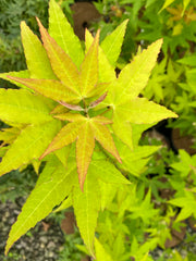 - Acer oliverianum 'Hot Blonde' Golden Japanese Maple - Mr Maple │ Buy Japanese Maple Trees