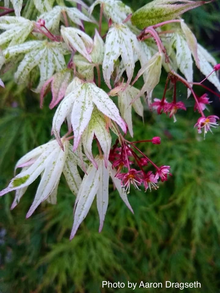 Buy Acer palmatum 'Ukigumo' Floating Clouds Japanese Maple — Mr