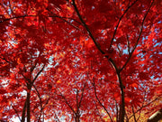 - Acer palmatum 'Emperor 1' Japanese Maple Tree - Mr Maple │ Buy Japanese Maple Trees