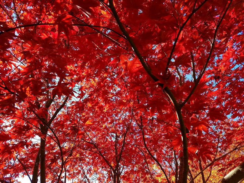 - Acer palmatum 'Emperor 1' Japanese Maple Tree - Mr Maple │ Buy Japanese Maple Trees