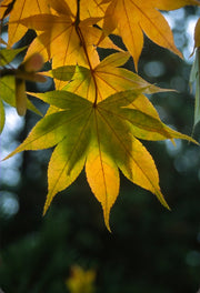 - Acer palmatum 'Osakazuki' Japanese Maple - Mr Maple │ Buy Japanese Maple Trees