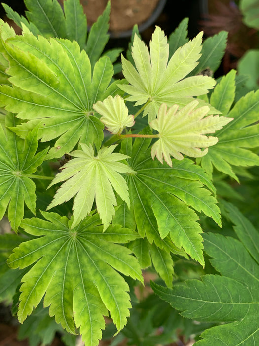 Acer sieboldianum 'Osiris' Japanese Maple