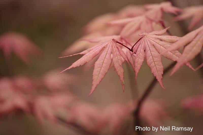 - Acer palmatum 'Amber Ghost' Japanese Maple - Mr Maple │ Buy Japanese Maple Trees