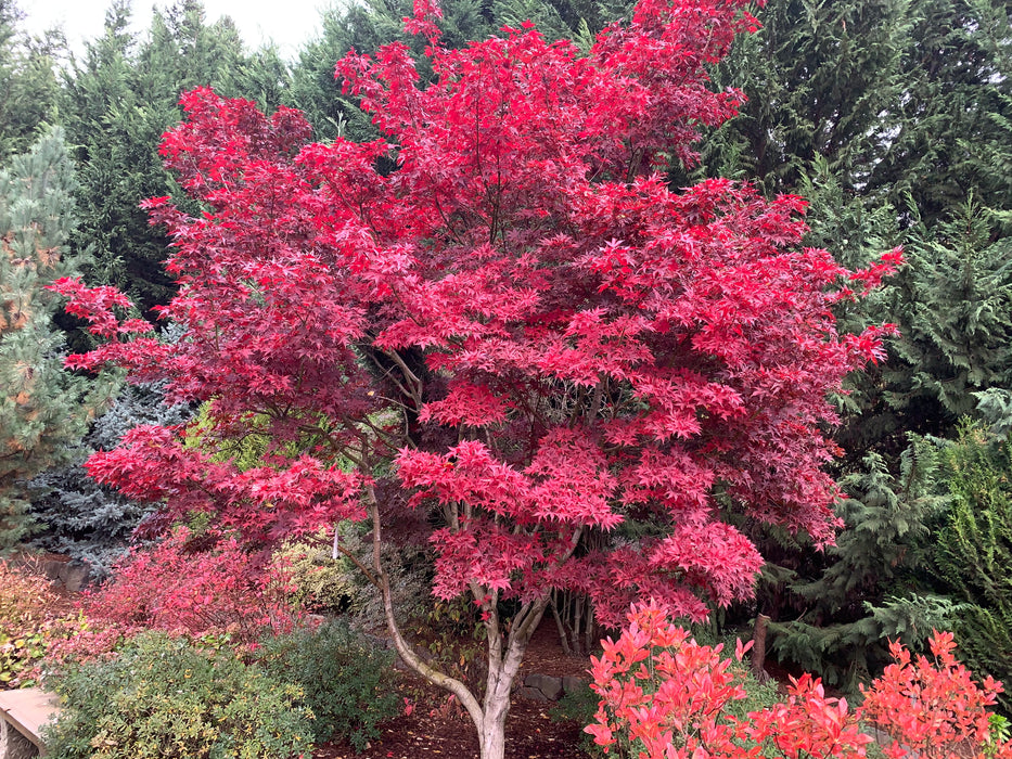 Acer palmatum 'Fireglow' Japanese Maple