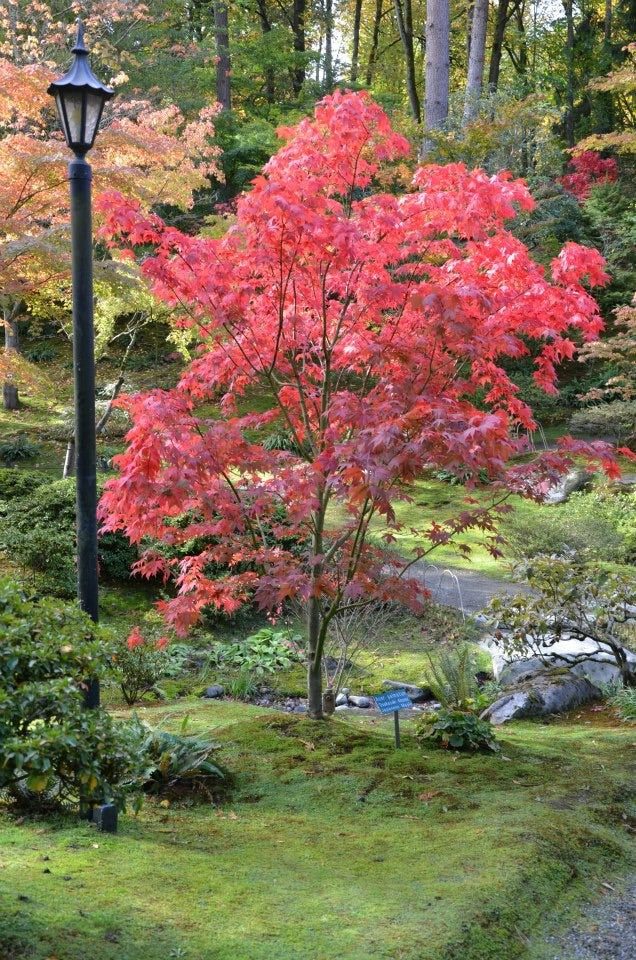 - Acer palmatum 'Osakazuki' Japanese Maple - Mr Maple │ Buy Japanese Maple Trees