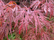 - Acer palmatum 'Red Dragon' Dwarf Japanese Maple - Mr Maple │ Buy Japanese Maple Trees