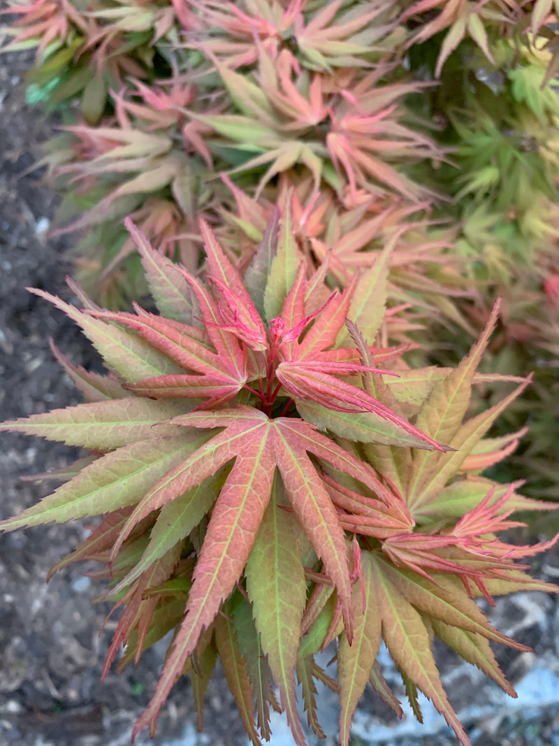- Acer palmatum 'Mystic Mikawa' Miniature Japanese Maple - Mr Maple │ Buy Japanese Maple Trees
