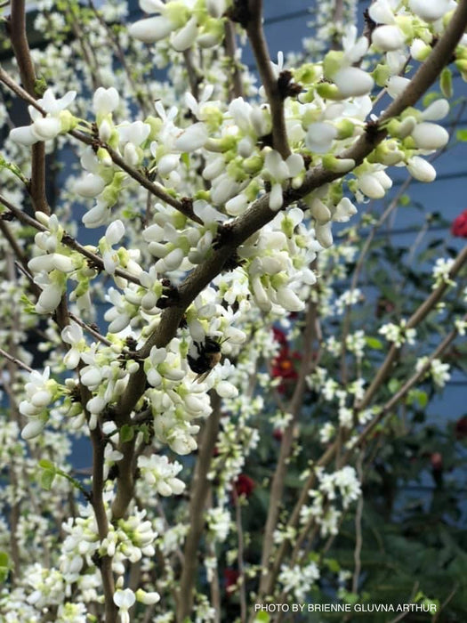 Cercis chinensis 'Alba' White Blooming Redbud Tree