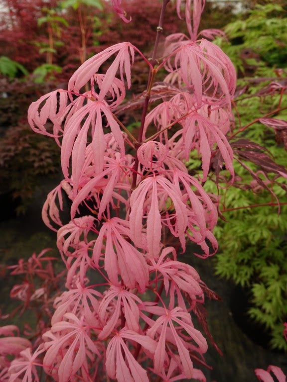 - Acer palmatum 'Lileeanne's Jewel' Japanese Maple - Mr Maple │ Buy Japanese Maple Trees