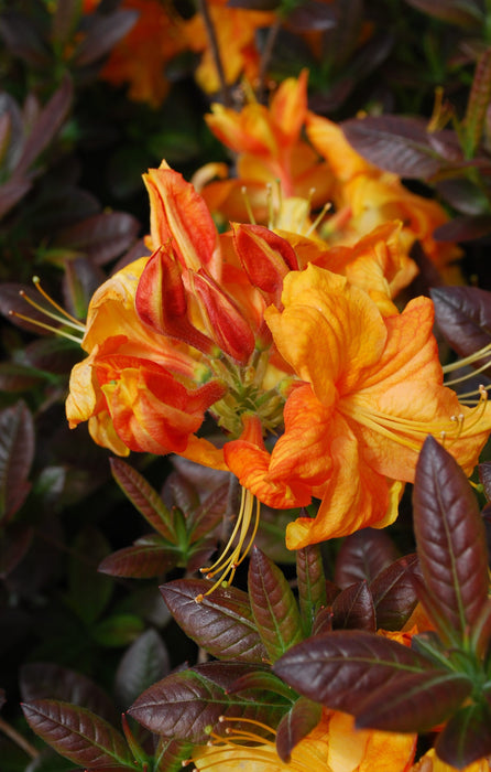 Azalea 'Klondyke’ Golden Flowers Deciduous Azalea