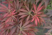 - Acer palmatum 'Orion' Dwarf Red Japanese Maple - Mr Maple │ Buy Japanese Maple Trees