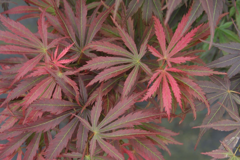 - Acer palmatum 'Orion' Dwarf Red Japanese Maple - Mr Maple │ Buy Japanese Maple Trees