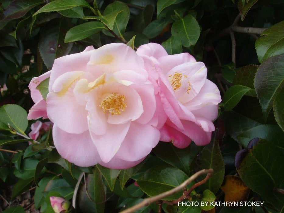 Camellia japonica 'April Remembered' Double Pink Camellia