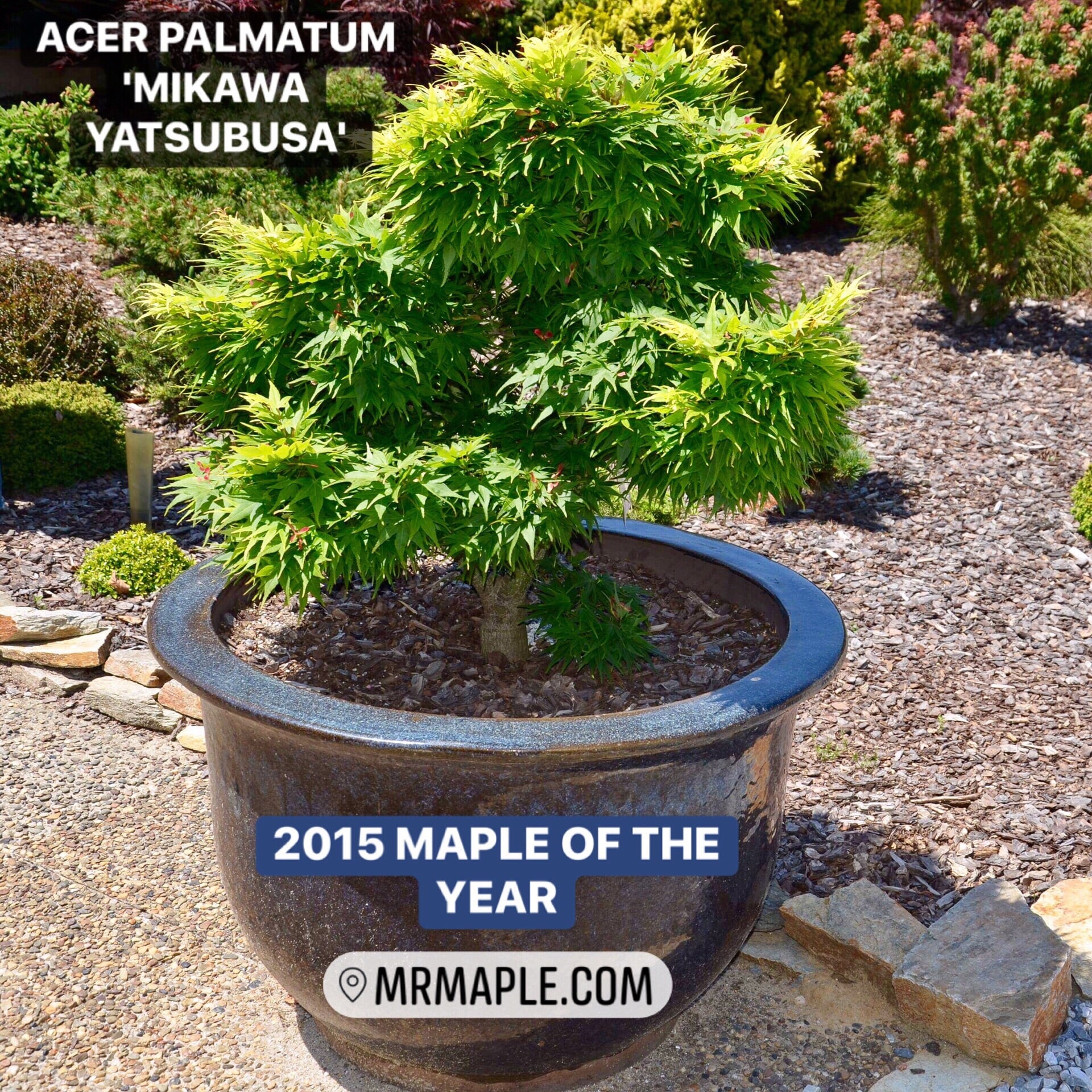 Maple様お取り置き 11/4まで Buy Acer palmatum 'Lemon Lime Lace' Japanese Maple — Mr Maple
