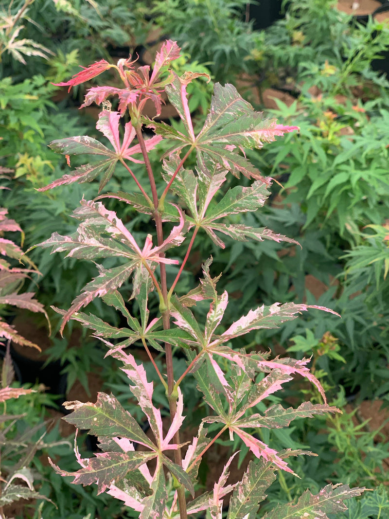 - FOR PICKUP ONLY | Acer palmatum 'Lileeanne's Jewel' Japanese Maple | DOES NOT SHIP - Mr Maple │ Buy Japanese Maple Trees