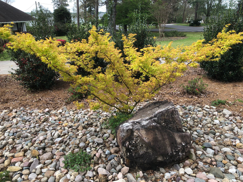 - Acer palmatum 'Alan's Gold' Pinebark Japanese Maple - Mr Maple │ Buy Japanese Maple Trees