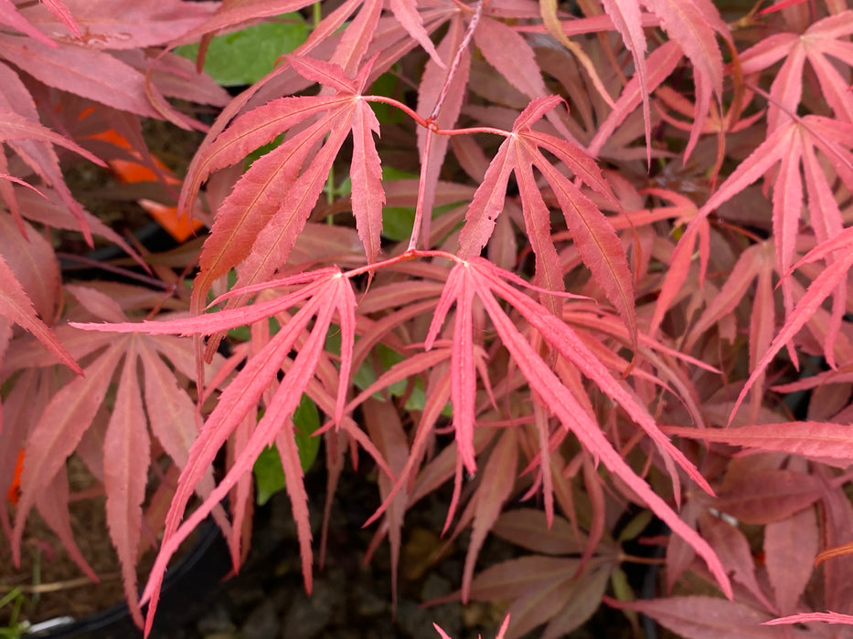 Acer palmatum 'Peve Dave' Japanese Maple