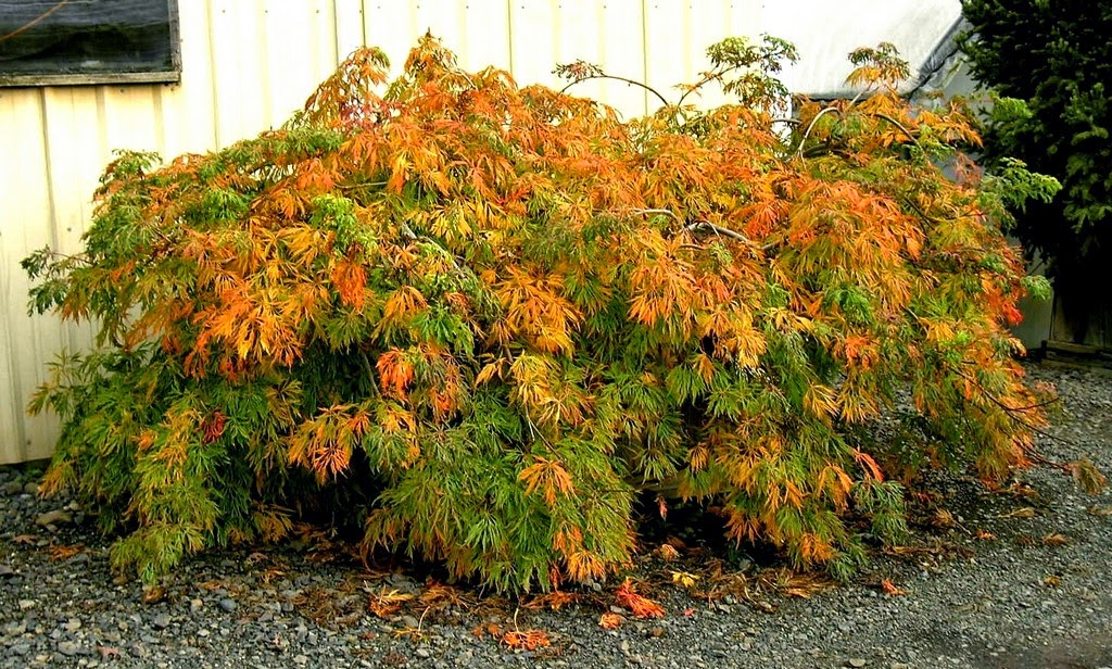 Acer japonicum 'Ao jutan' Japanese Maple