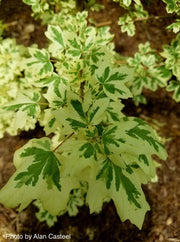 - Acer campestre 'Carnival' White Variegated Maple - Mr Maple │ Buy Japanese Maple Trees