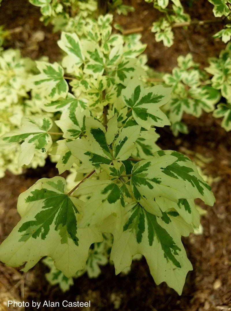 - Acer campestre 'Carnival' White Variegated Maple - Mr Maple │ Buy Japanese Maple Trees