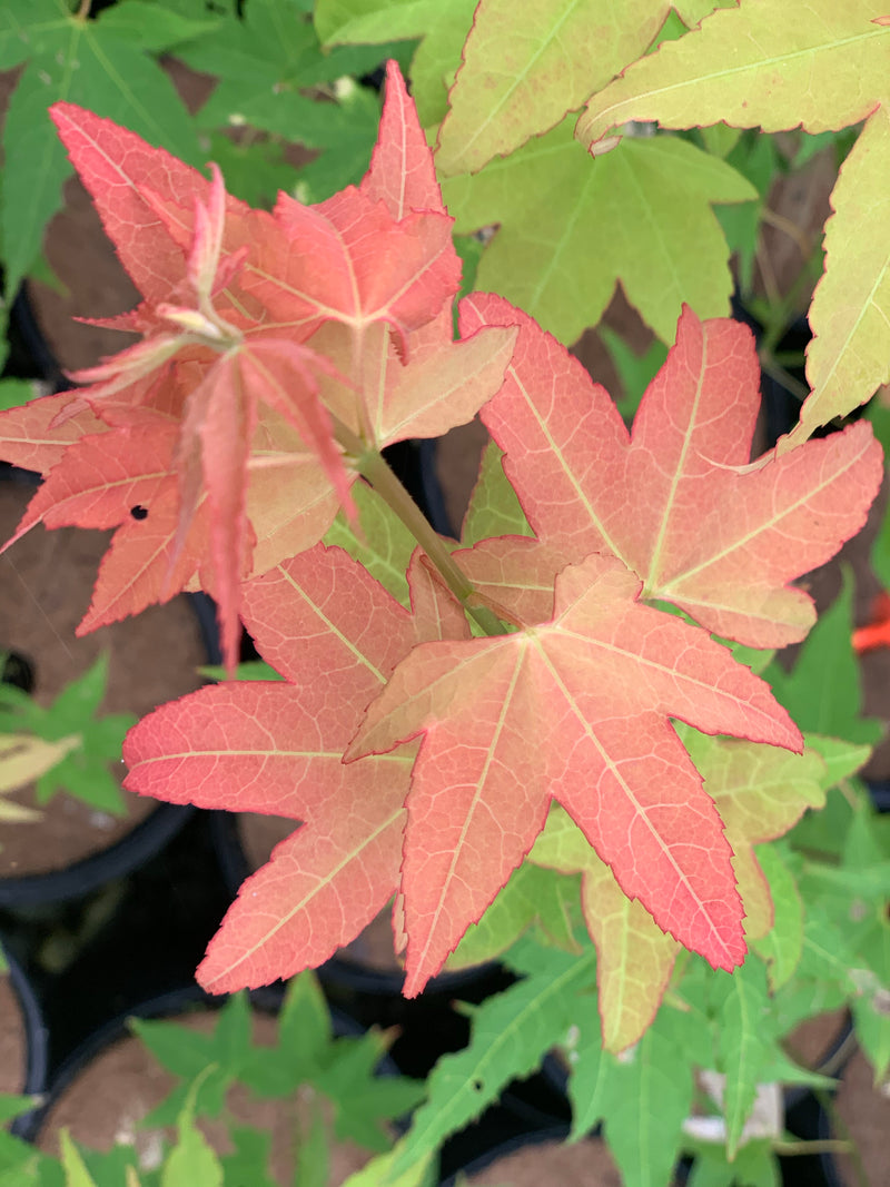 - Acer oliverianum 'Hot Blonde' Golden Japanese Maple - Mr Maple │ Buy Japanese Maple Trees
