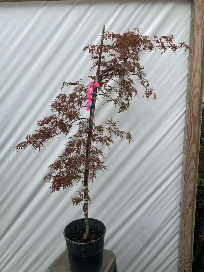 - FOR PICK UP ONLY | Acer palmatum 'Orangeola' Japanese Maple | DOES NOT SHIP - Mr Maple │ Buy Japanese Maple Trees