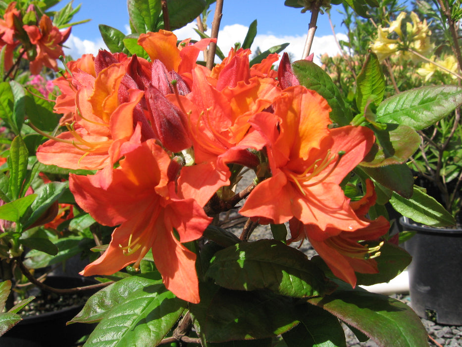 Azalea 'Mandarin Lights’ Orange Flowers Deciduous Azalea