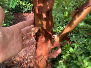 - Acer griseum - Paperbark Maple - Mr Maple │ Buy Japanese Maple Trees