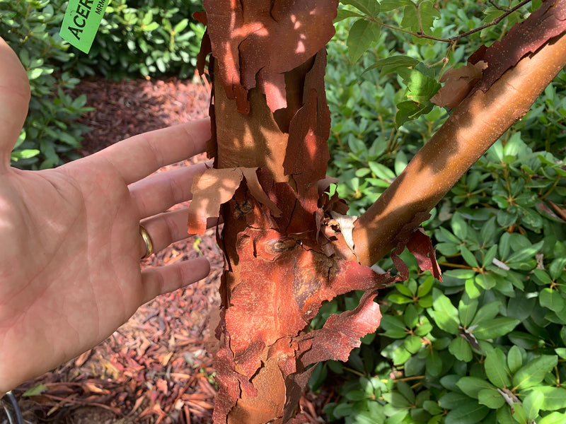 - Acer griseum - Paperbark Maple - Mr Maple │ Buy Japanese Maple Trees