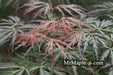 '- Acer palmatum 'Jeddeloh Orange' Weeping Japanese Maple - Mr Maple │ Buy Japanese Maple Trees