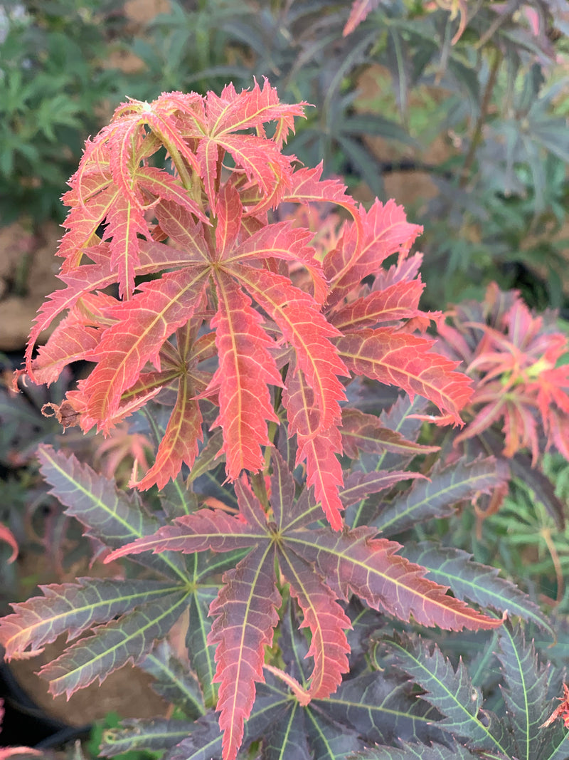 - Acer palmatum 'Orion' Dwarf Red Japanese Maple - Mr Maple │ Buy Japanese Maple Trees