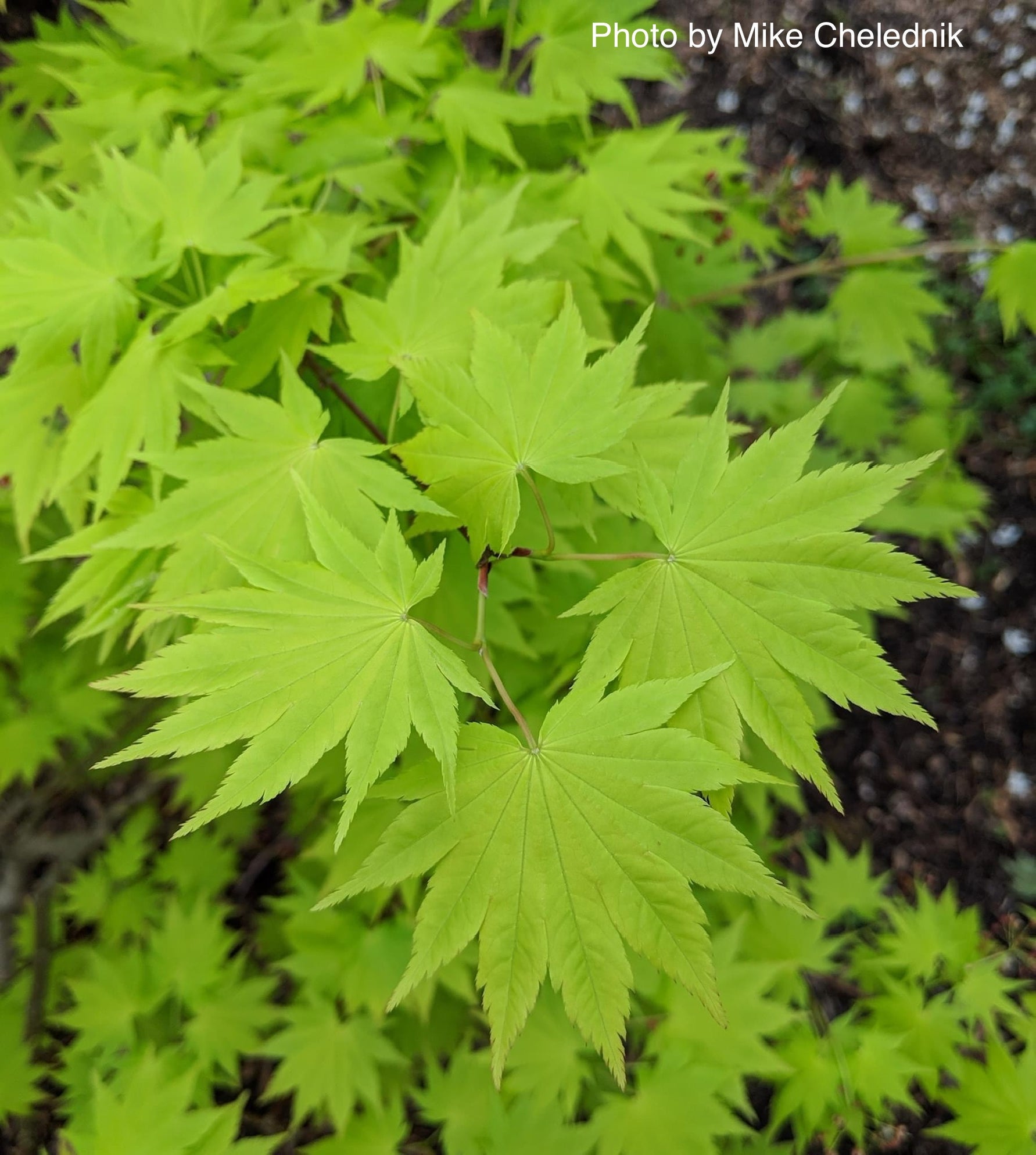 Buy Acer shirasawanum 'Jordan' Golden Full Moon Japanese Maple — Mr ...