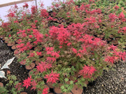 - Acer palmatum 'Celebration' Japanese Maple - Mr Maple │ Buy Japanese Maple Trees