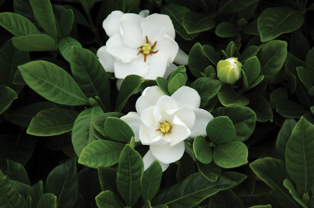 Gardenia jasminoides 'Buttons' Fragrant Cape Jasmine