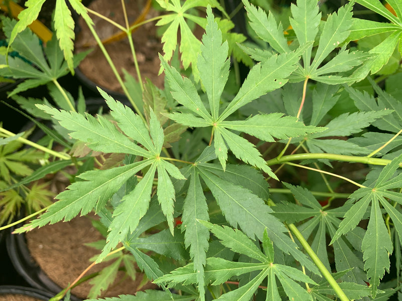 - Acer palmatum 'Fountain of Youth' Japanese Maple - Mr Maple │ Buy Japanese Maple Trees