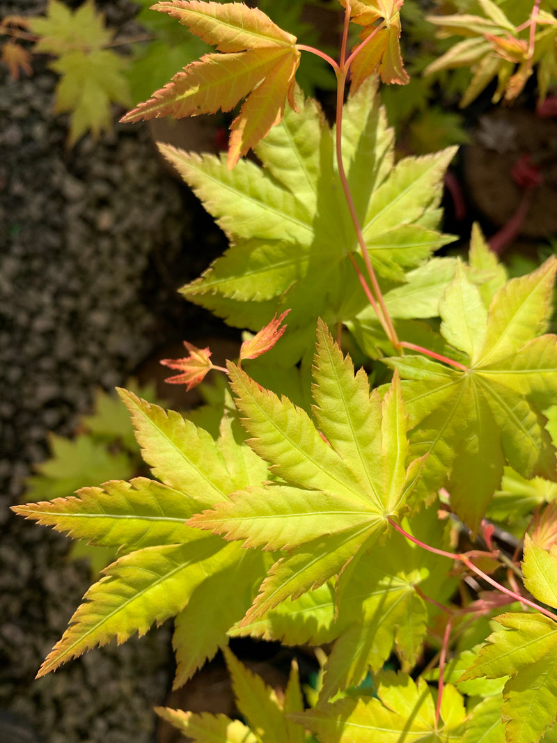 - Acer palmatum 'Dragon Master' Golden Weeping Japanese Maple - Mr Maple │ Buy Japanese Maple Trees