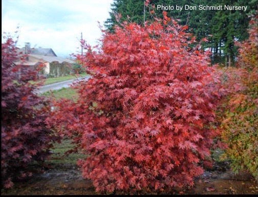 Acer palmatum 'Scarlet Wonder' Japanese Maple Tree