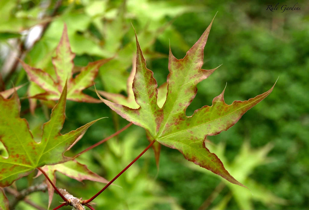 Acer truncatum 'Skinny Dragon' Shantung Maple