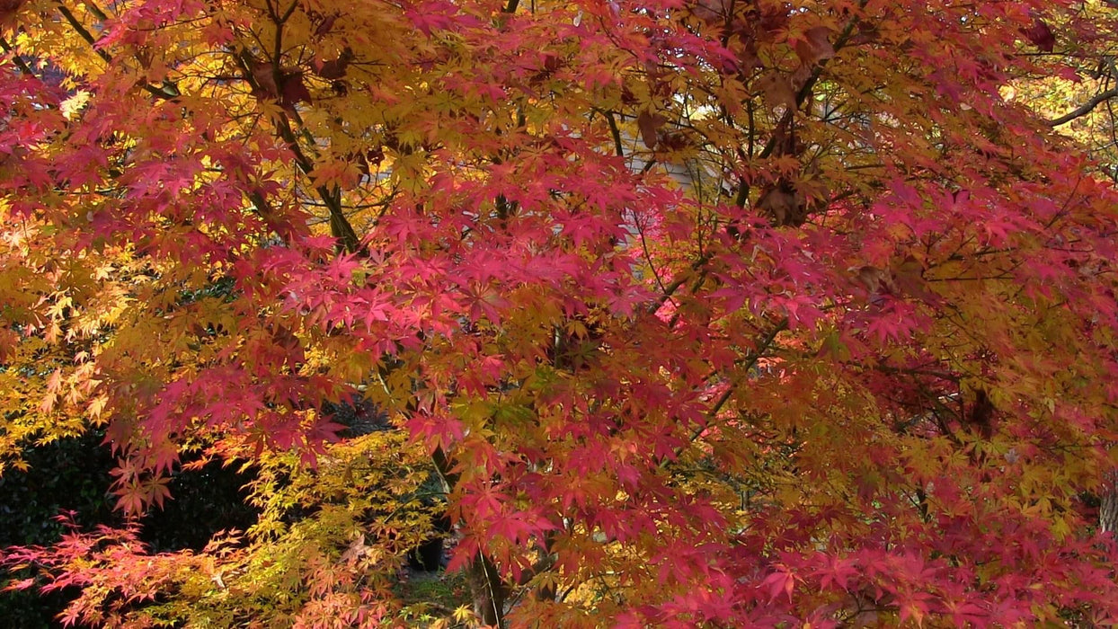 Acer palmatum 'Kurabu yama' Japanese Maple