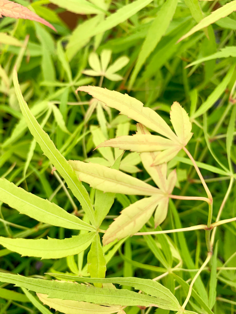 - Acer palmatum 'Yellow Threads' Rare Japanese Maple - Mr Maple │ Buy Japanese Maple Trees