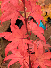 - Acer palmatum 'Summer Gold' Japanese Maple - Mr Maple │ Buy Japanese Maple Trees