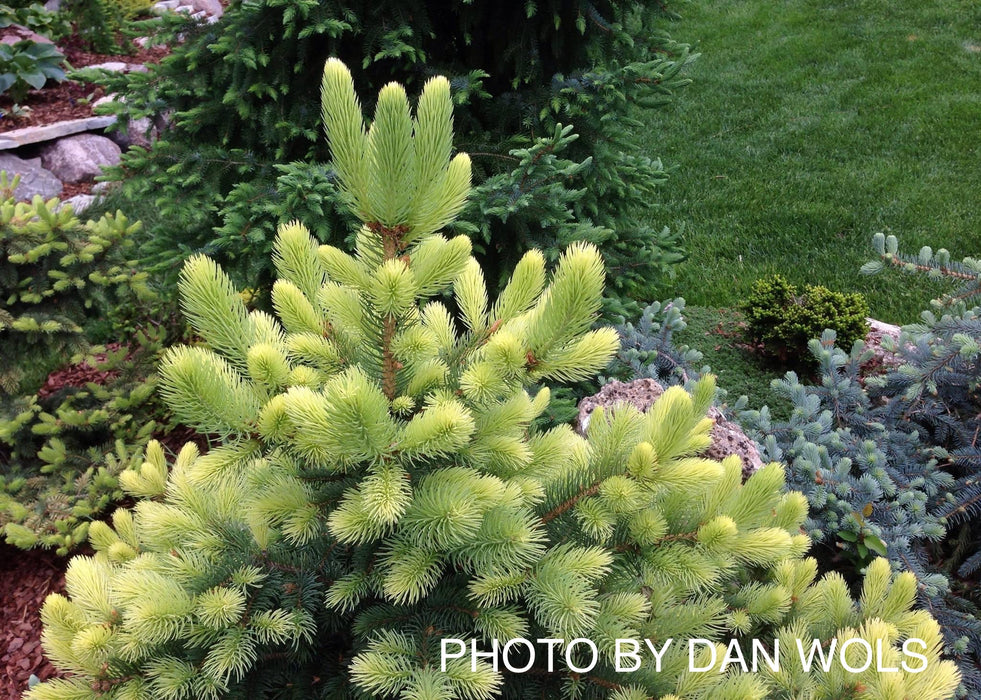 Picea pungens ‘Gebelle’s Golden Spring' Yellow Colorado Blue Spruce